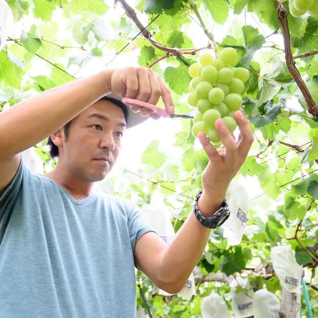 極上 プレミアム シャインマスカット ２房 ( １房 1kg 以上) 数量限定 【茨城県共通返礼品／常陸太田市】 先行予約 マスカット 特大 贈答用 ギフト プレゼント フルーツ くだもの 果物 果実 ぶどう ブドウ 葡萄 茨城県 [DU023sa]