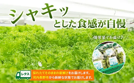 とれたてレタスと玉ねぎドレッシングセット