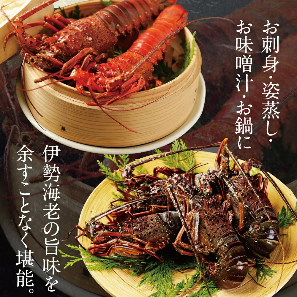 活冷伊勢海老 １kg と 藁焼きカツオたたき 2節 セット 高知 のいいとこどり