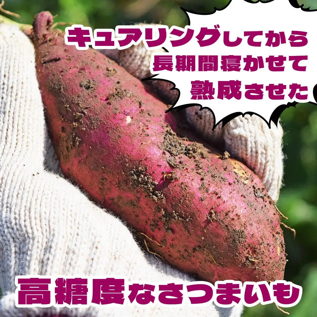 ＜先行予約＞《高糖度》さつまいも 紅はるか 5kg【55251148】