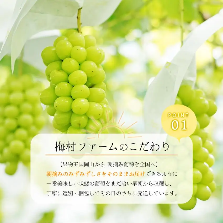 ＜2025年発送分 先行予約＞シャインマスカット（2房入り 1.1kg以上）【030-a010】