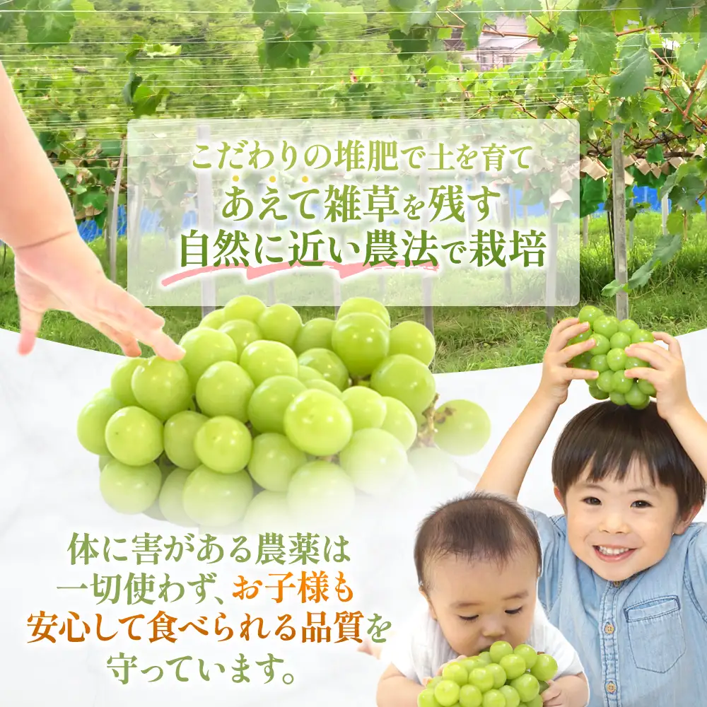 【2025年発送】冬のシャインマスカット 減農薬 大粒 2房 産地直送 フルーツ 果物 山梨シャインマスカット CF-10