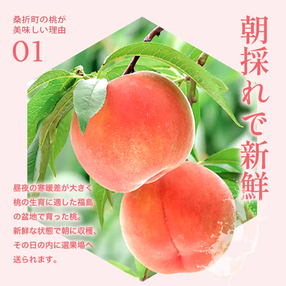 もも【さくら白桃・2026年産】特秀1.2kg　桑折町産　JAふくしま未来　桃　献上桃の郷　【07301-0229】