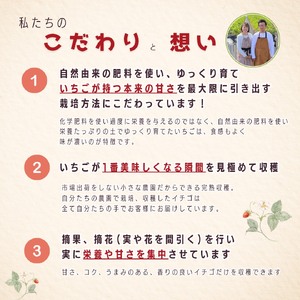 完熟いちご食べ比べセット品種おまかせ　滋賀県愛荘町産　2026年２月?2026年４月頃発送 BJ01