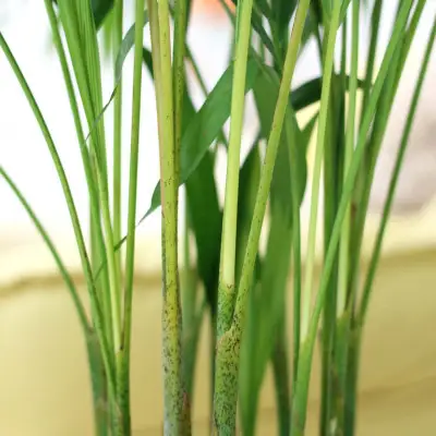 【観葉植物】アレカヤシ 10号 ブラウンバスケット鉢カバー 土の表面:ウッドチップ 【観葉植物 インテリア 部屋 おしゃれ 福岡県 筑前町 送料無料 AG038】