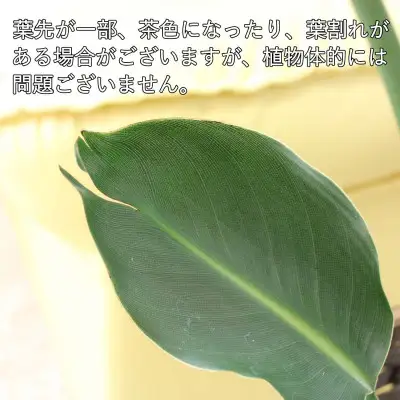 【観葉植物】ストレリチア レギネ 8号 ホワイト陶器鉢 G【観葉植物 インテリア 部屋 おしゃれ 福岡県 筑前町 送料無料 AG040】【価格改定】