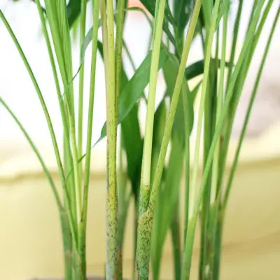 【観葉植物】アレカヤシ 8号 ストライプバスケット鉢カバー 土の表面：ウッドチップ 【観葉植物 インテリア 部屋 おしゃれ 福岡県 筑前町 送料無料 AG041】
