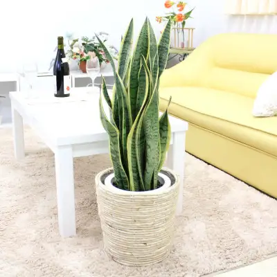 【観葉植物】サンスベリア 7号 ホワイトバスケット鉢カバー 土の表面：ウッドチップ【観葉植物 インテリア 部屋 おしゃれ 福岡県 筑前町 送料無料 AG043】