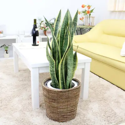 【観葉植物】サンスベリア 7号 ブラウンバスケット鉢カバー 土の表面:ウッドチップ 【観葉植物 インテリア 部屋 おしゃれ 福岡県 筑前町 送料無料 AG044】