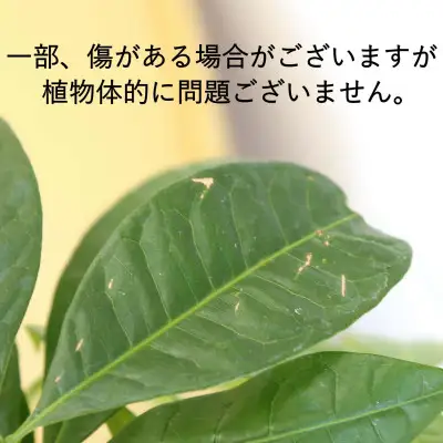 【観葉植物】パキラ 10号 ブラウンバスケット鉢カバー 土の表面:ウッドチップ【観葉植物 インテリア 部屋 おしゃれ 福岡県 筑前町 送料無料 AG047】