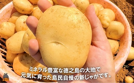 《今が旬！》福祉作業所の仕事にもつながる！徳之島の“新”じゃがいも（3kg）( バレイショ 野菜 旬 春 徳之島 奄美 鹿児島 肉じゃが カレー じゃがバター 美味しい 人気 オススメ 福祉作業所 雇用 少量 お一人様 使いきり 2025年春お届け )