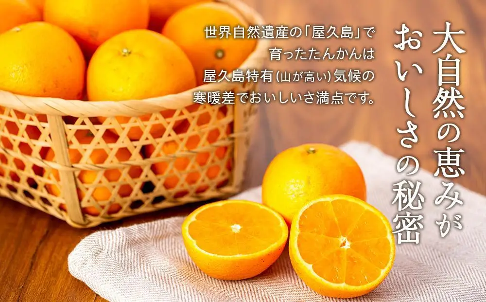 2027年発送 屋久島産たんかん 約3.5kg・Lサイズ＜先行予約／数量限定＞｜たんかん