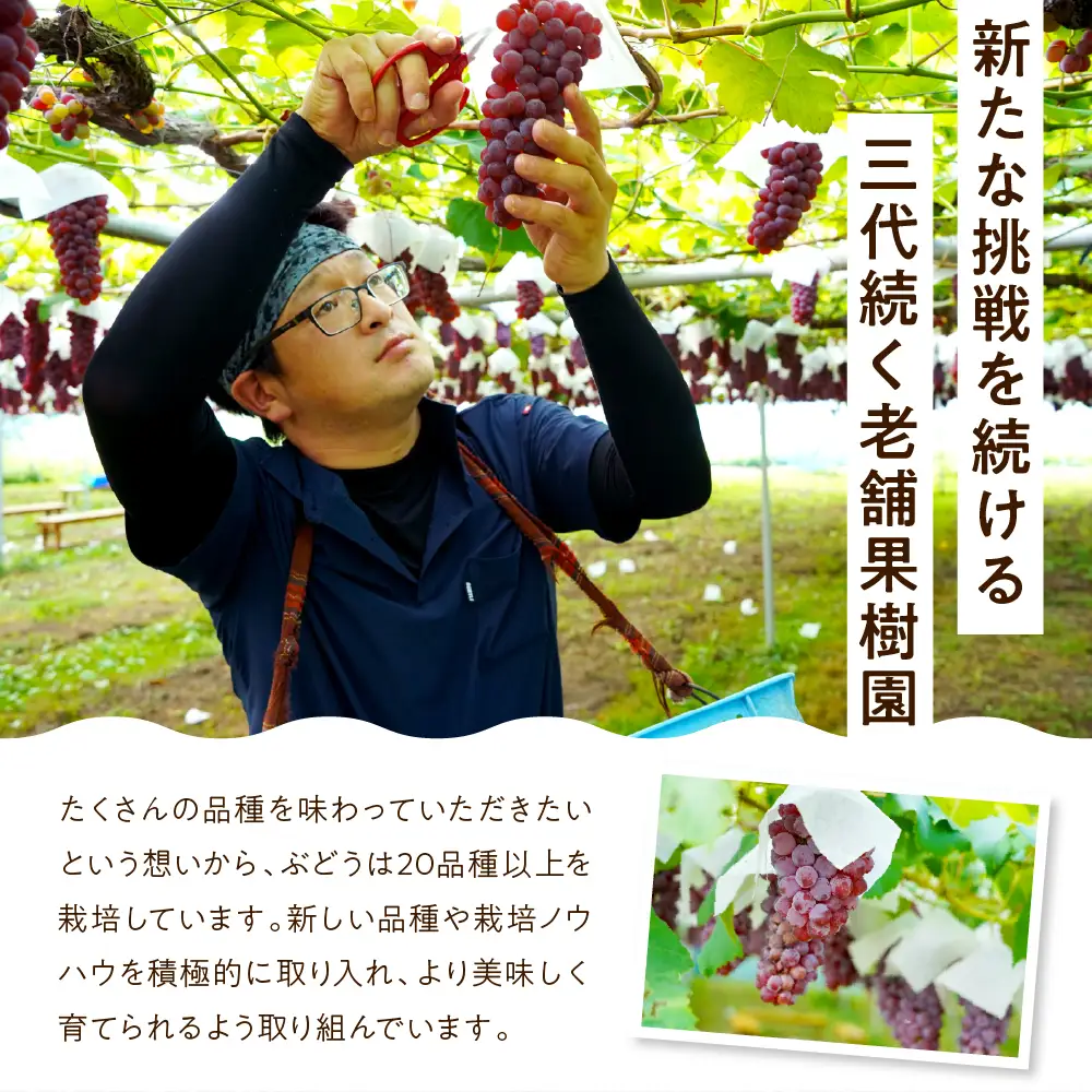 【先行予約】【数量限定】【令和8年産】ぶどう デラウェア 2kg ( 8～10房 ) 2026年8月20日～9月20頃お届け予定