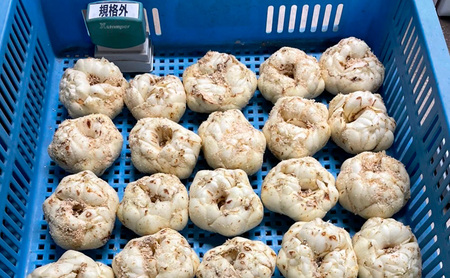 【規格外】十勝幕別 忠類ゆり根 500g（M～2L）3～5玉［JA忠類］9月～3月発送限定【 北海道 幕別町 忠類 十勝 高級食材 お正月 料理 訳あり 】
