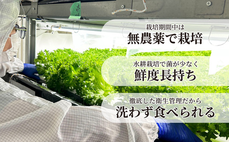 フリルレタス 4袋(80～110g/袋) | レタス
