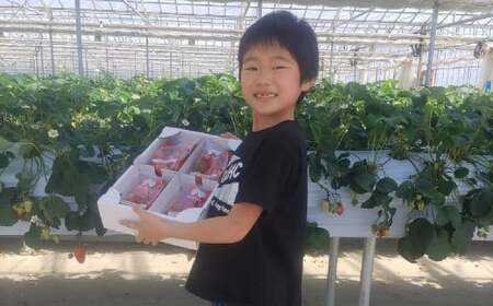 先行予約 【訳あり/小粒】新鮮いちご〈品種：紅ほっぺ〉 約600g (300g×2パック) Happy Strawberry 旬の時期に収穫してすぐ発送！ 【 いちご フルーツ 旬 小分け 人気 岩手 陸前高田 】2025年2月中旬頃から順次発送 RT2655