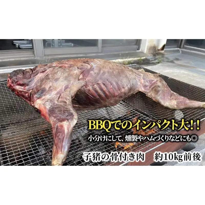 【伊豆産イノシシ肉】イノシシ1頭丸焼きセット猪肉 イノシシ肉 ジビエ 高タンパク 高たんぱく 低カロリー 低脂肪 肉 お肉 山の幸