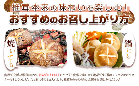 しいたけ 椎茸 生椎茸 1kg 荒木農産《11月上旬-12月中旬頃出荷》熊本 御船 原木椎茸 送料無料 st-p