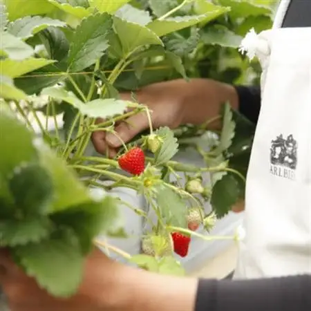 【恋みのり】毎年一番人気!サイズお任せ不揃いイチゴ!【配送不可地域：離島】【1574450】