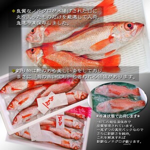 ノドグロ 6尾セット 1尾 約200g のどぐろ のどぐろ のどぐろ のどぐろ uomizushima004_01