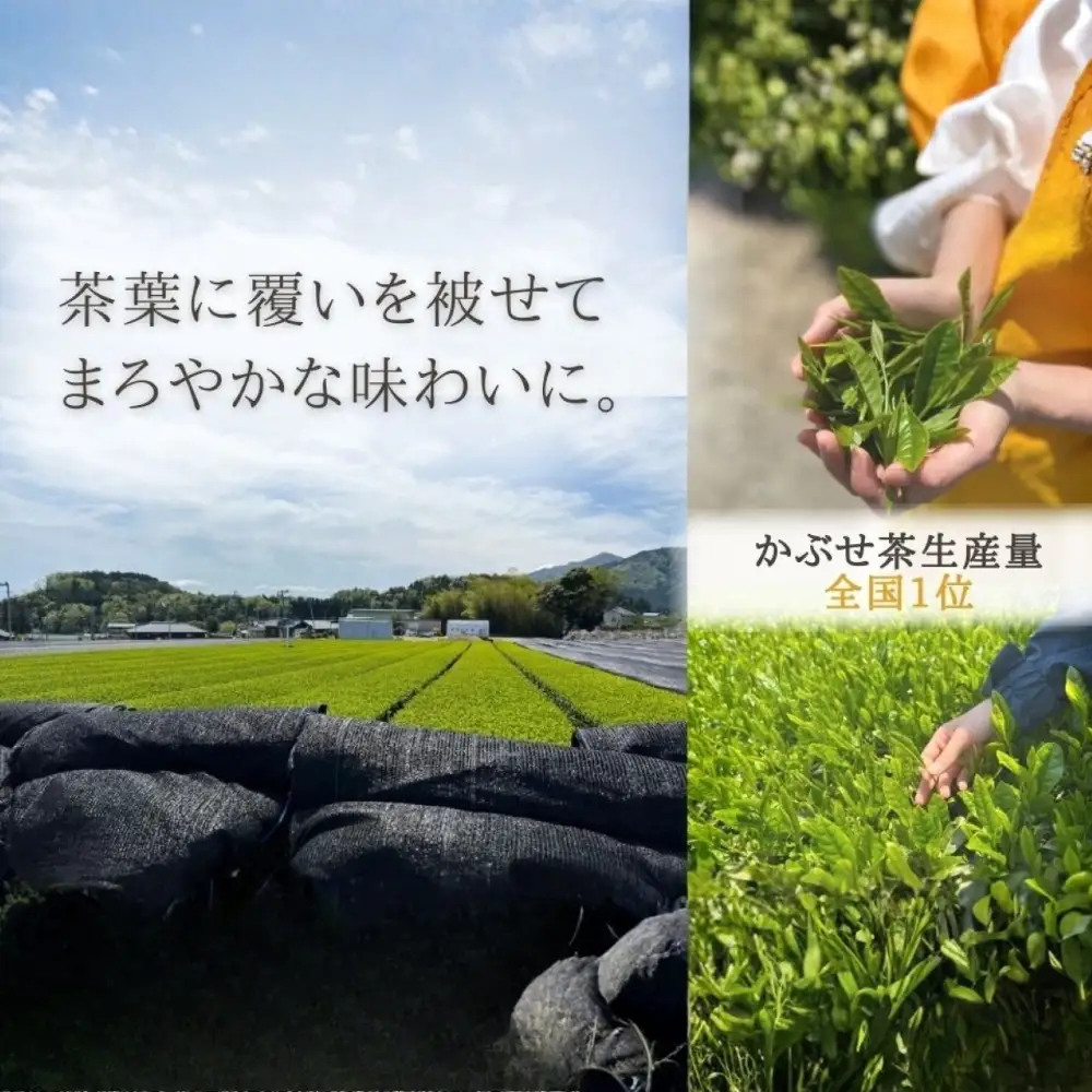 保存料・着色料は使用せず、三重県産高級小麦粉を使ったHideka.5のパウンドケーキ　かぶせ茶と黒豆のパウンドケーキ　フルサイズ1本　Hideka.5【パウンドケーキ お取り寄せ グルメ スイーツ お菓子 おやつ 洋菓子 ケーキ かぶせ茶 お茶 黒豆 ギフト 贈り物 三重県 四日市市 四日市】
