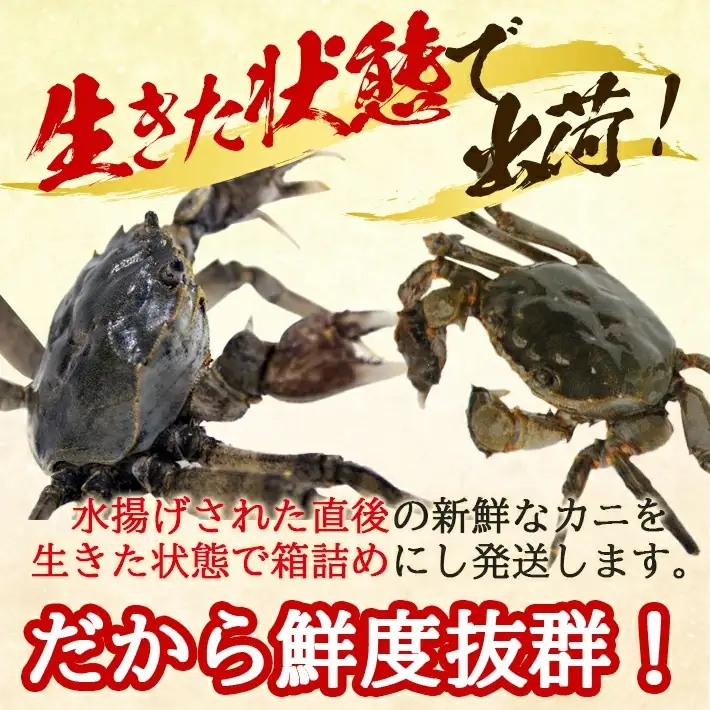 生・天然モクズガニ 1.5kg以上 8～15匹 オス・メス混合 山形県庄内産 9月中旬～12月上旬頃順次発送 冷蔵便 ※着日指定・離島（沖縄県を含む）発送不可 カニ 蟹 かに 川ガニ 新鮮 鮮魚 まるごと 姿 カニみそ 味噌汁 蒸し蟹 期間限定 お取り寄せ おうち時間 [849]