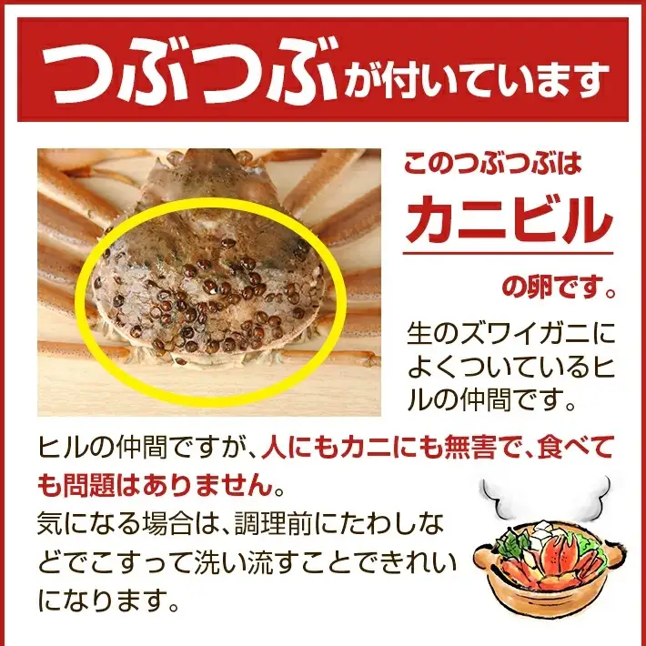 生・本ズワイガニ 1匹 500g程度 遊佐沖 10月中旬～12月下旬頃お届け 冷蔵便 ※着日指定・離島（沖縄県を含む）発送不可 1人前 東北 山形県 庄内地方 日本海 カニ 蟹 かに 海産物 シーフード 海鮮 新鮮 鮮魚 まるごと 生食 刺身 ボイル 焼き 期間限定 [853]
