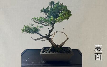 【限定一点】糸魚川真柏 商品番号5 山採り木 現品限り 盆栽 貴重な糸魚川真柏【新潟県糸魚川市】