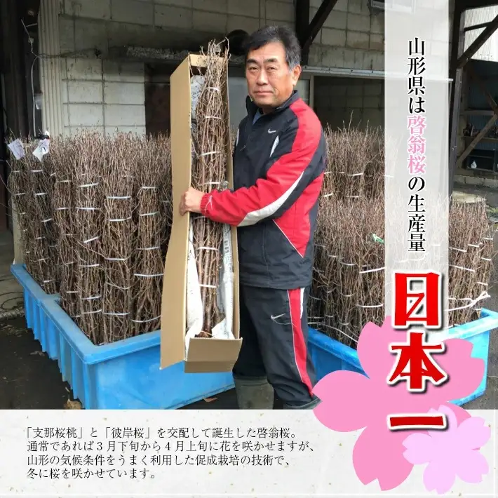 啓翁桜 約100cm×10本（12月下旬発送）※着日指定不可 東北 山形県 遊佐町 庄内地方 桜 木 植物 枝 切り花 花束 お花 室内 リビング 玄関 アレンジにも お正月飾り 冬 春 新春 迎春 新年 成人の日 成人式 卒業 卒園 退職 ピンク [292M12c]