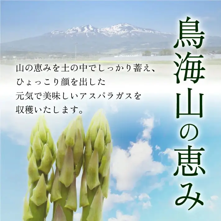 鳥海山アスパラガス 1.2kg 2026年3月下旬～8月下旬頃お届け 山形県遊佐町産 冷蔵便 ※離島発送・着日指定不可 野菜 アスパラ グリーンアスパラガス 農家直送 産地直送 山形県 遊佐町 庄内 春 夏 [1591]