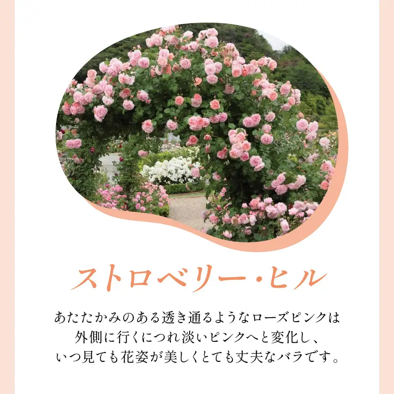 【イングリッシュローズ】デビッド・オースチン ストロベリー・ヒル 6L鉢苗（バラ専用肥料付）【025D-013】