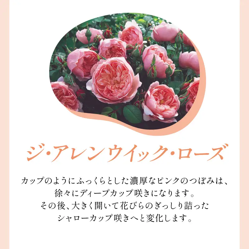 【イングリッシュローズ】デビッド・オースチン ジ・アレンウィック・ローズ 6L鉢苗（バラ専用肥料付）【025D-022】
