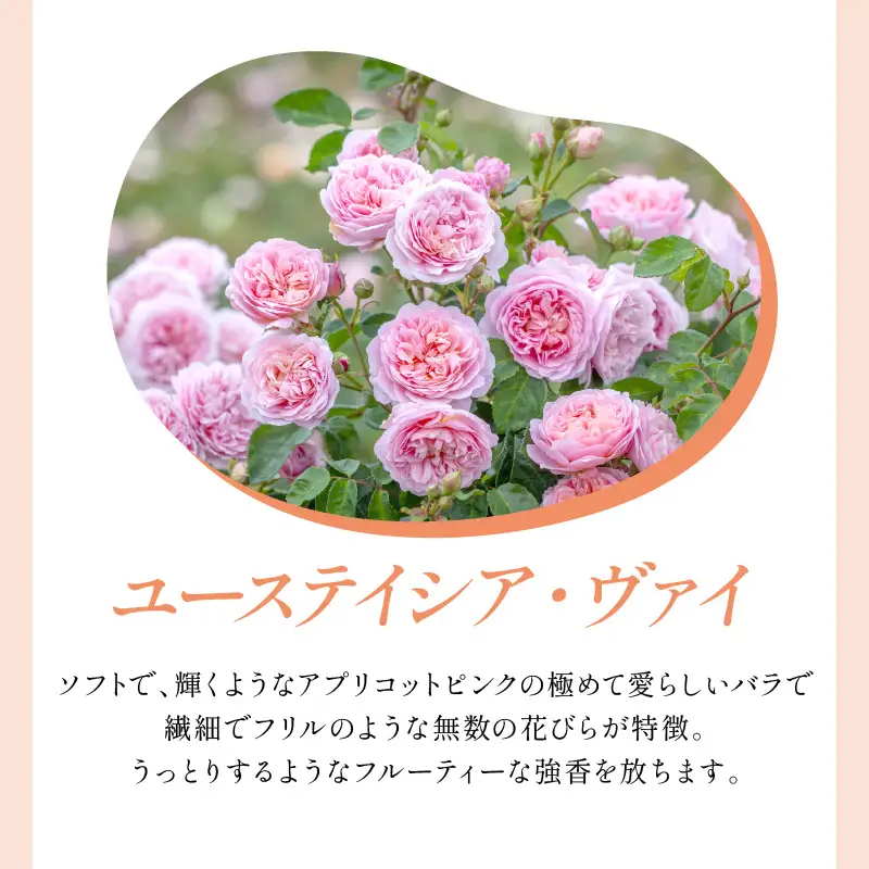 【イングリッシュローズ】デビッド・オースチン ユーステイシア・ヴァイ 6L鉢苗（バラ専用肥料付）【025D-025】
