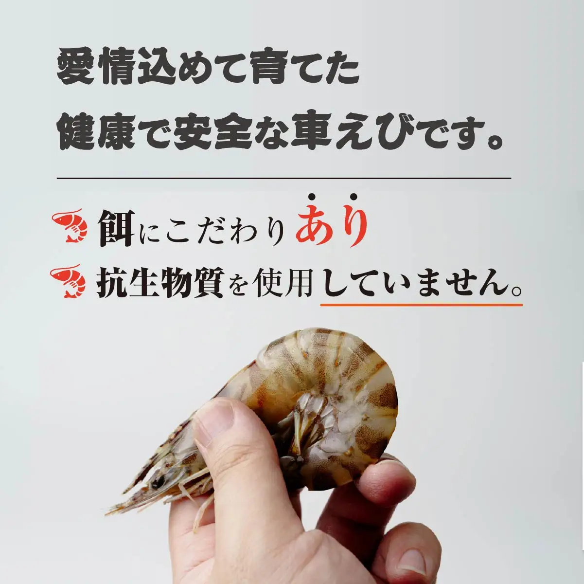 車海老 急速冷凍 活きな車えび【有頭5～7尾(約170g)】【無頭8～10尾(約140g)】各1袋セット【配送不可地域：離島】