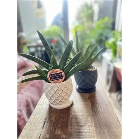 お部屋にマイナスイオンを「サンセベリア」_花・観葉植物 観葉植物・苗木  _【1573887】