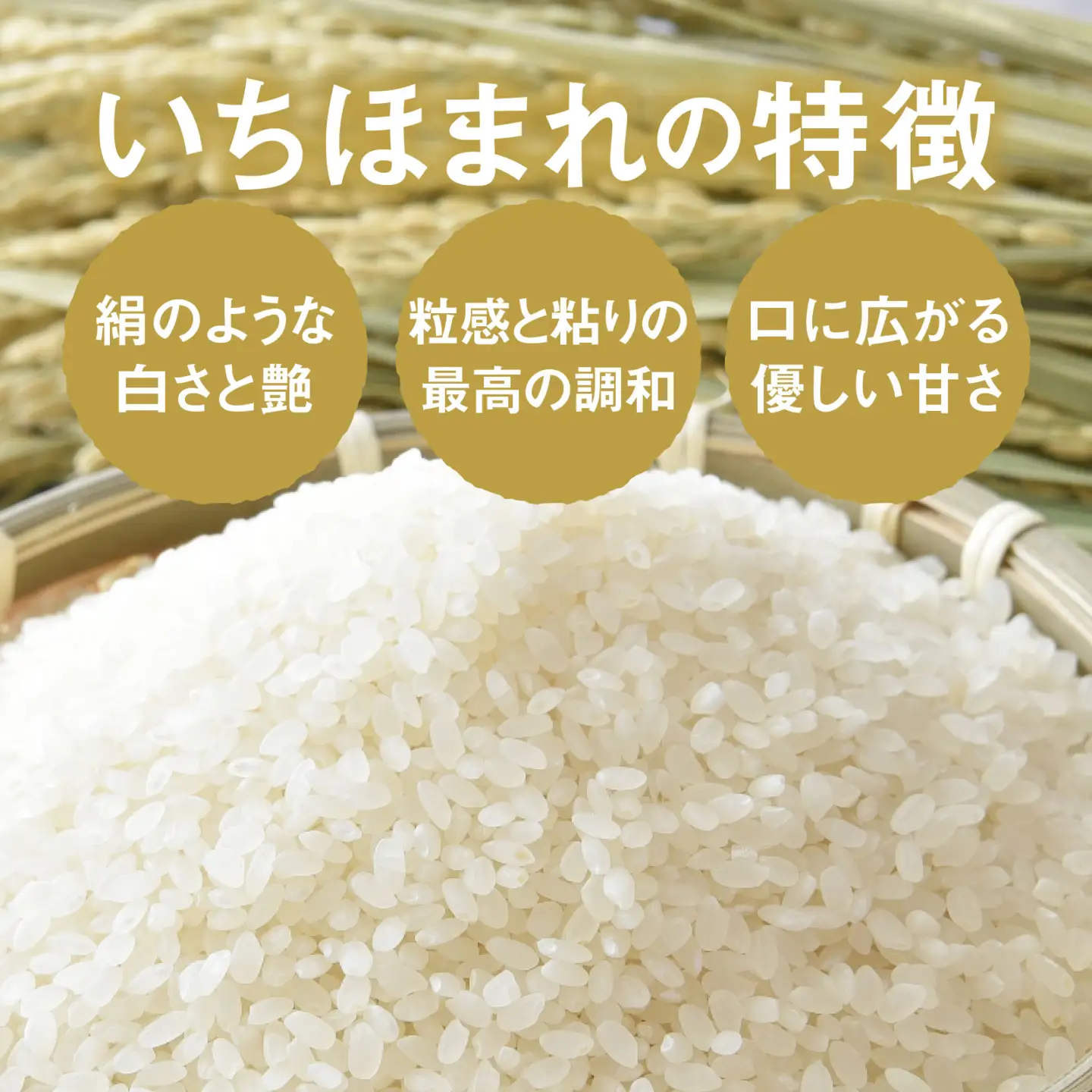 令和7年産 いちほまれ 精米 5kg(5kg×3袋) ブランド米 白米 [D-014004]
