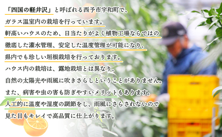 紅まどんなと同品種！＜愛媛県西予市産 宇和のマドンナ 約4kg（M寸～L寸）＞ 果物 柑橘 みかん ミカン 蜜柑 愛媛果試第28号 紅マドンナ 化粧箱 贈答用 ギフト 南予園芸 愛媛県 西予市【常温】『2025年12月中旬～2026年1月上旬迄に順次出荷予定』UNE0010