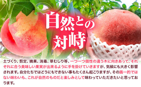 【先行予約】桃 白鳳 紀の川市産 約1kg(3玉入り)  紀農人株式会社《2027年6月下旬-7月下旬頃出荷》和歌山県 紀の川市 果物 フルーツ 桃 もも モモ 旬