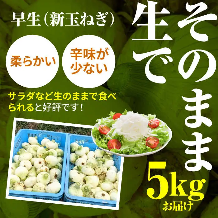 【先行予約 2027年3月～発送】【2回定期便】玉ねぎ定期便 5kg/回 / 玉ねぎ [IAO026]