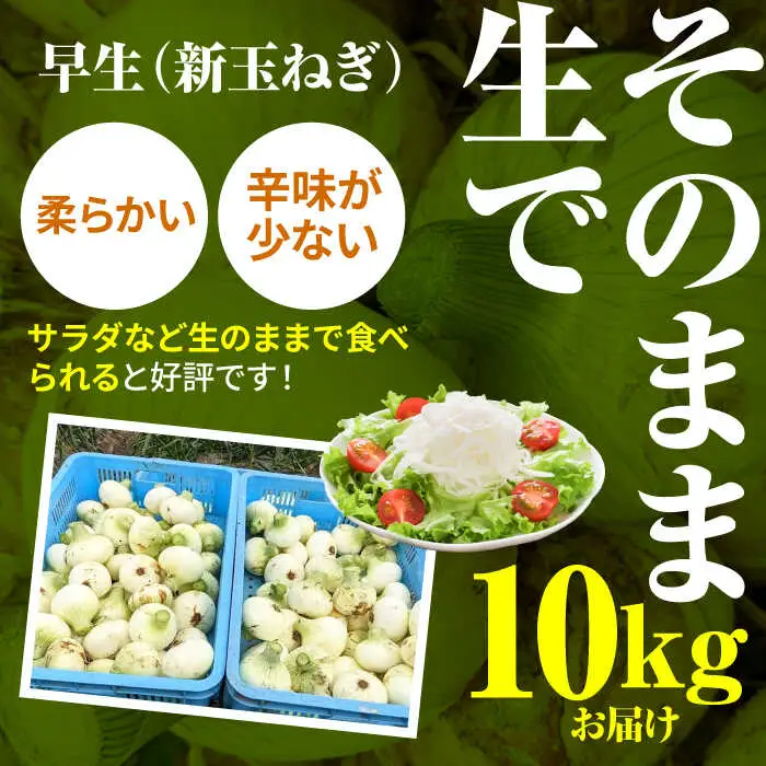 【先行予約 2027年3月～発送】【2回定期便】玉ねぎ定期便 10kg/回 / 玉ねぎ [IAO027]