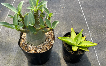 アデニウム アラビカム ＆ アガベ sp. ピロン クバ 各1株 Adenium arabicum ＆ Agave sp pilon kuba 長与町/アグリューム[EAI208] 