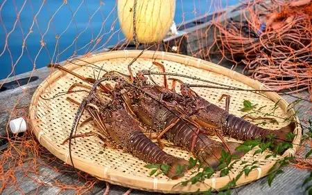 10月中旬以降発送 天然 冷凍伊勢海老１kg（サイズおまかせ）エビ 甲殻類 海鮮BBQ アウトドア キャンプ お祝いえび 伊勢えび イセエビ 刺身 お刺身 鍋 お味噌汁 冷凍配送 海鮮 魚介類 海の幸【R01672】