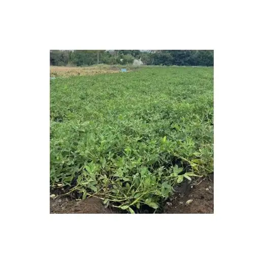 《先行予約》落花生　おおまさり　2kg ／ 落花生 らっかせい ラッカセイ おおまさり 生落花生 茹で落花生 2kg 産地直送 産直 送料無料
