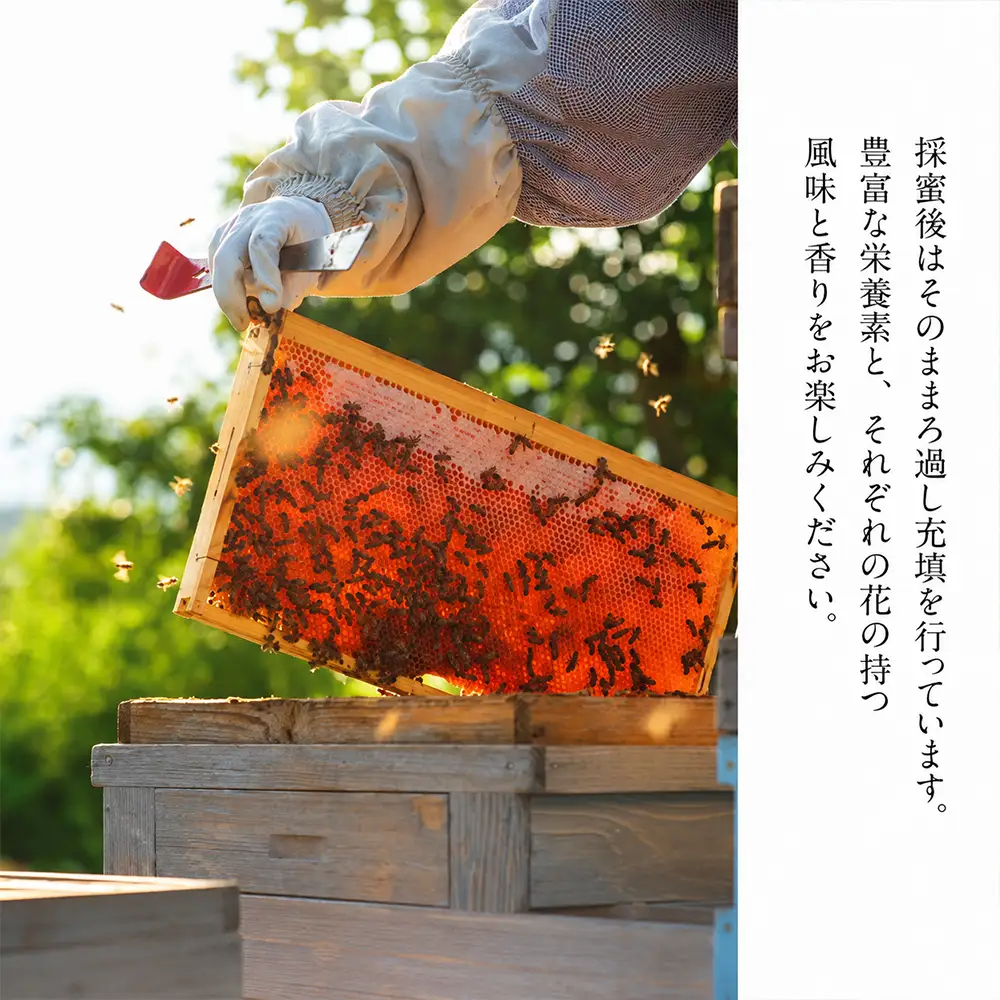 国産 非加熱はちみつ さくら そば（60g×各2本）｜ 純粋 天然 稀少 長期保存 「大西養蜂場」
