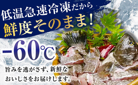 【全4回発送月固定定期便】対馬産 天然 クエ鍋セット 鍋 水炊き 海鮮 [WAB014] くえ クエ鍋