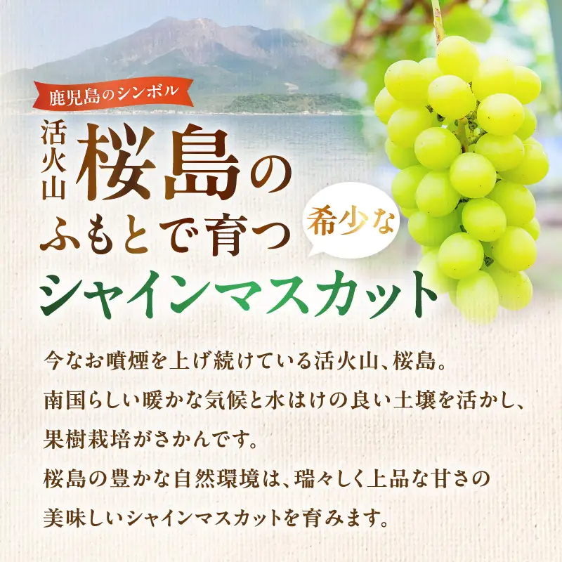 【 2026年 先行予約 】【 桜島 産 】 シャインマスカット 8房 K260-001_05