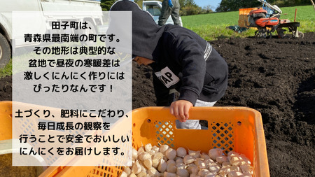 【訳あり】田子町産バラにんにく『500ｇ』