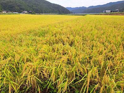【2026新米先行予約】岩美町産自然栽培米こしひかり（玄米）５kg｜鳥取 岩美 お米 こめ 玄米 無農薬 無肥料 早期予約【31009】