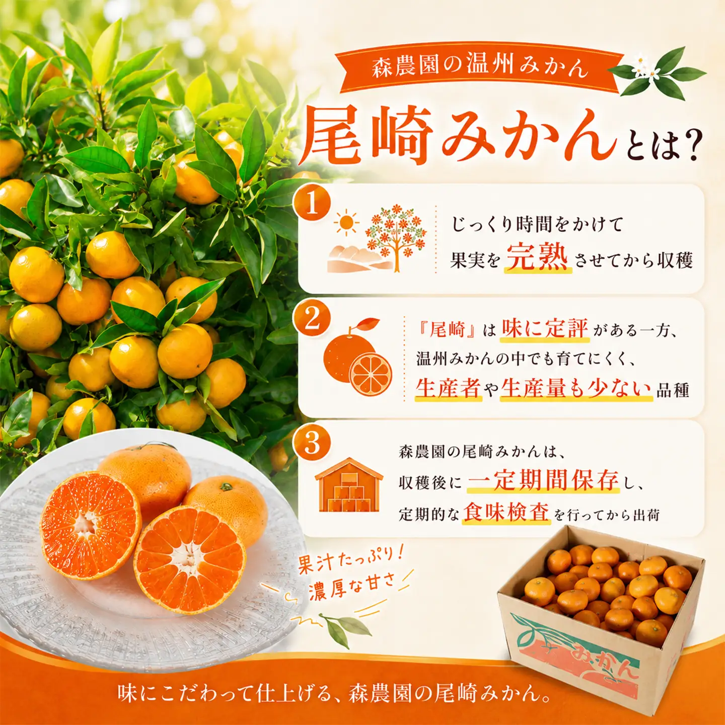温州みかん 尾崎 9kg 傷み補償200g付 訳あり品 森農園 12月配送 ＜162-101＞