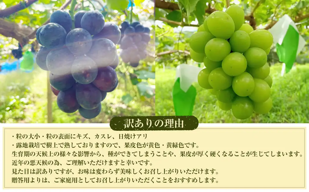 【数量限定】粒パック 訳あり シャインマスカット（約500g）&ナガノパープル（約500g） 計約1kg （各1パック）【2026年8月下旬-11月上旬発送開始予定】